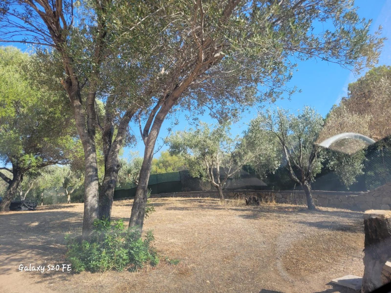 Appartamento Residenza Degli Ulivi Olbia Esterno foto